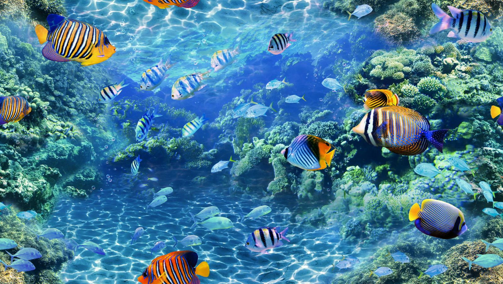 GIẤY DÁN TƯỜNG CON CÁ