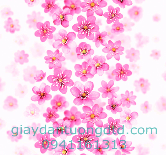 giấy dán tường màu hồng